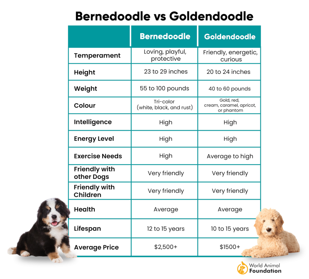 Goldendoodle contre Bernedoodle