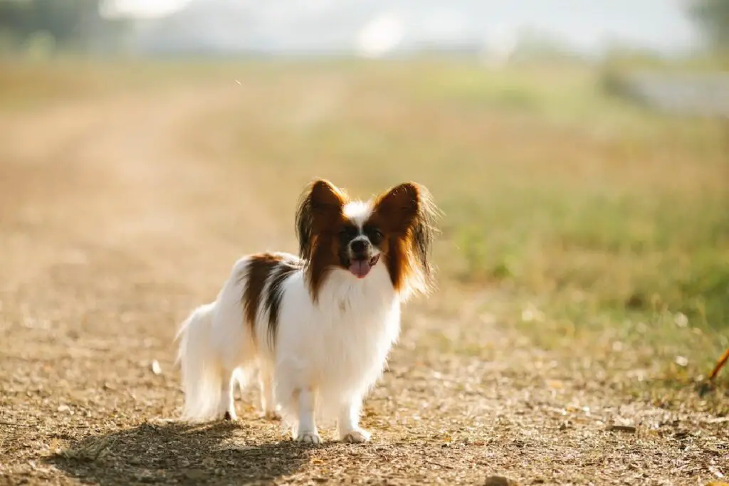 bons chiens pour les nouveaux propriétaires
