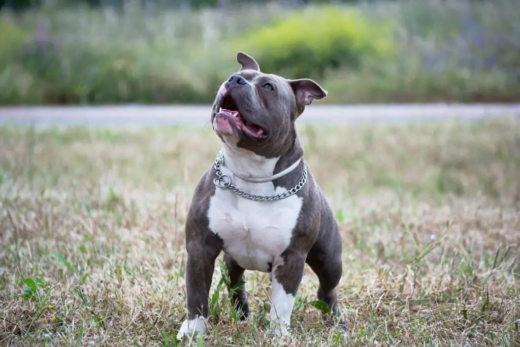 pitbull contre doberman qui gagne
