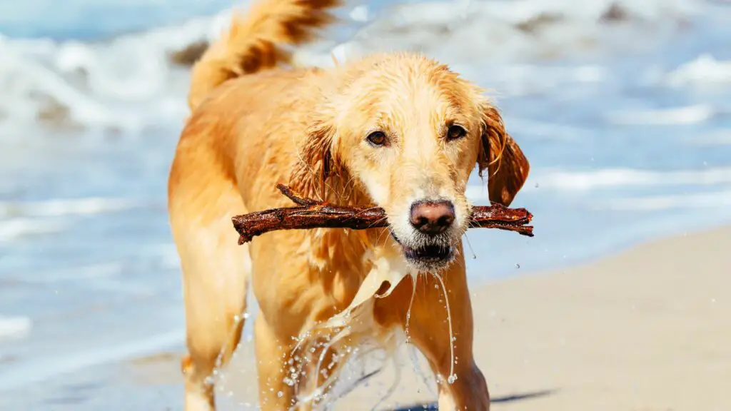 les golden retrievers sont-ils actifs