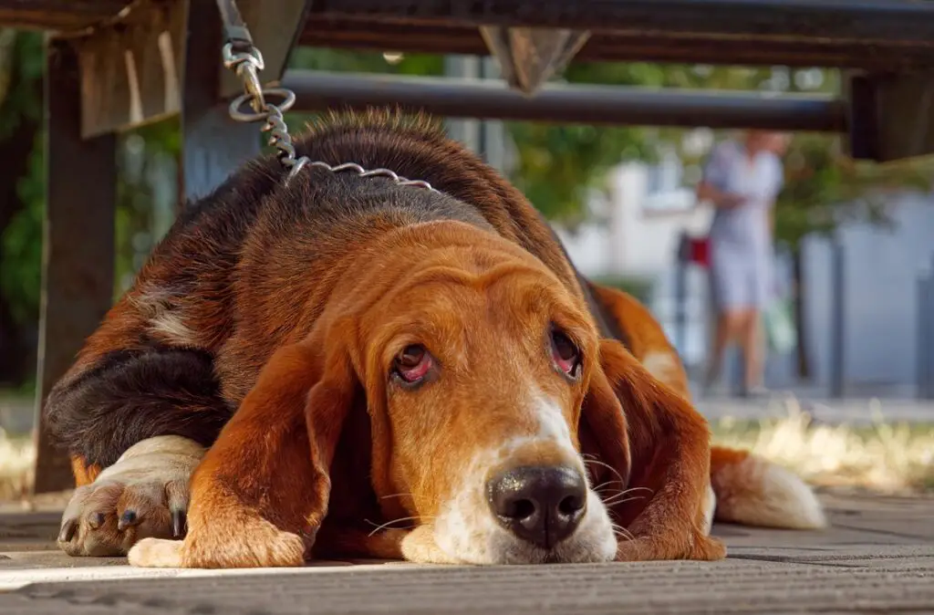 animaux introvertis
