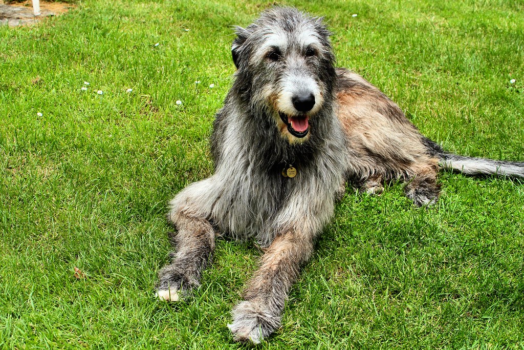 races de chiens introverties
