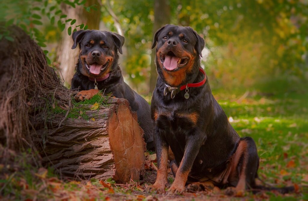 le rottweiler est-il un bon chien de garde