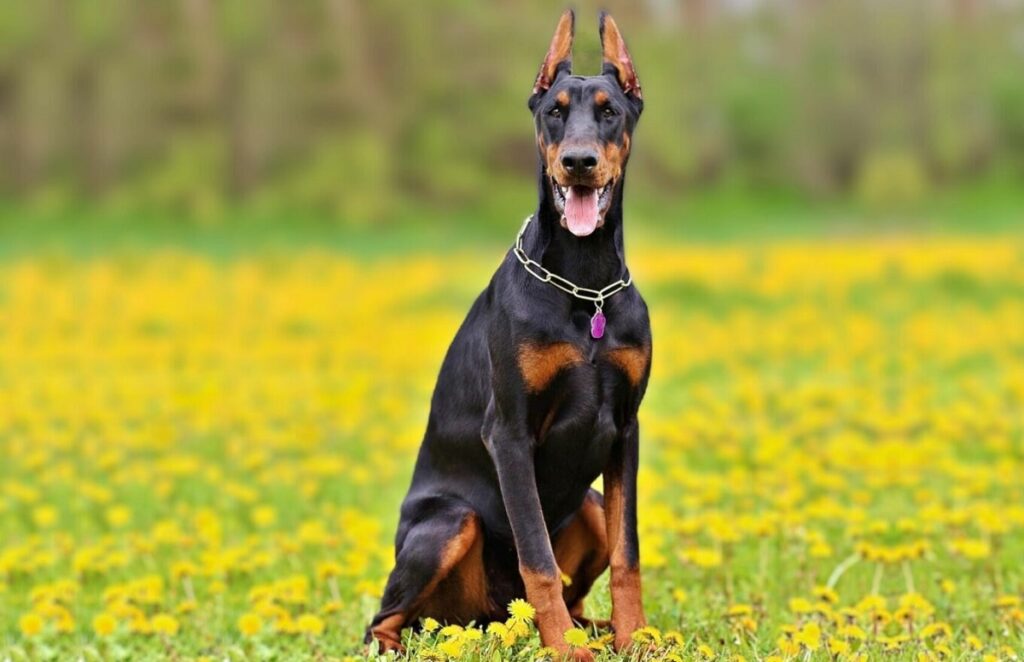 roi doberman
