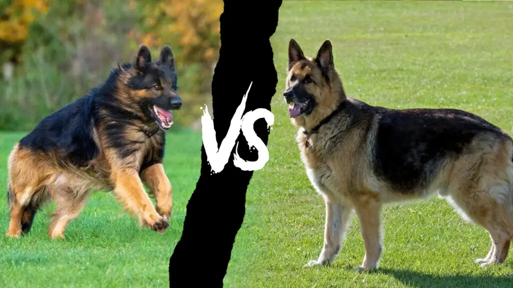 king shepherd vs german shepherd 1