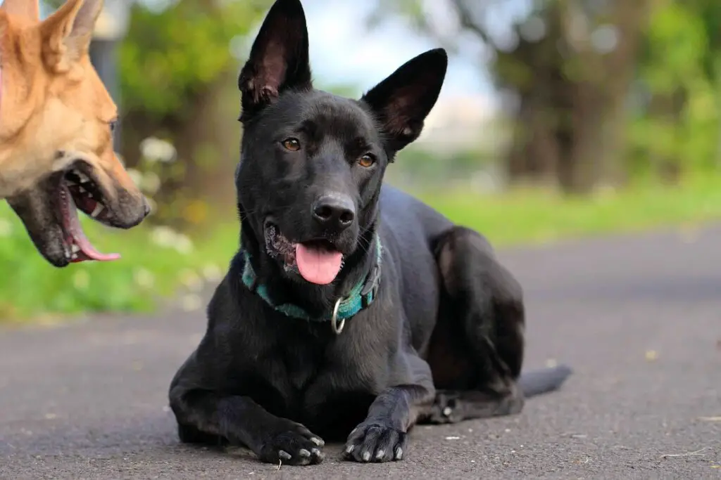 grandes races de chiens asiatiques
