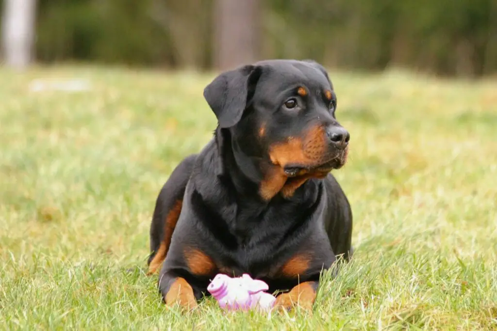 Un grand chien protecteur engendre les plus grands chiens de garde du monde
