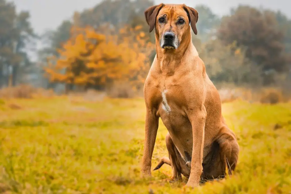 grandes races de chiens de garde
