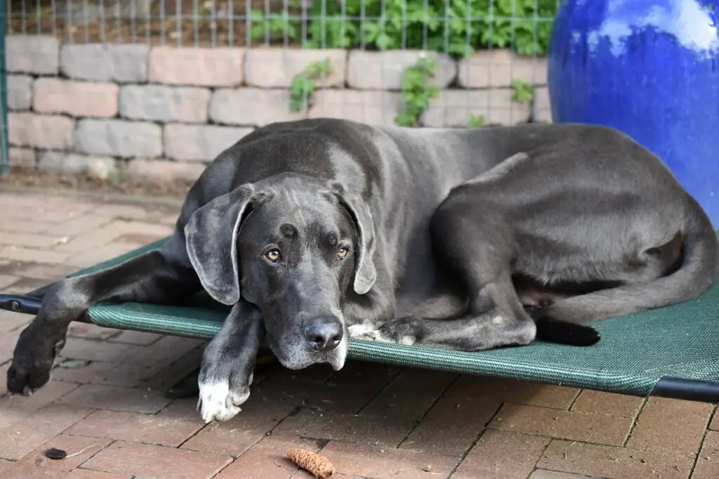 races de chiens les moins collantes
