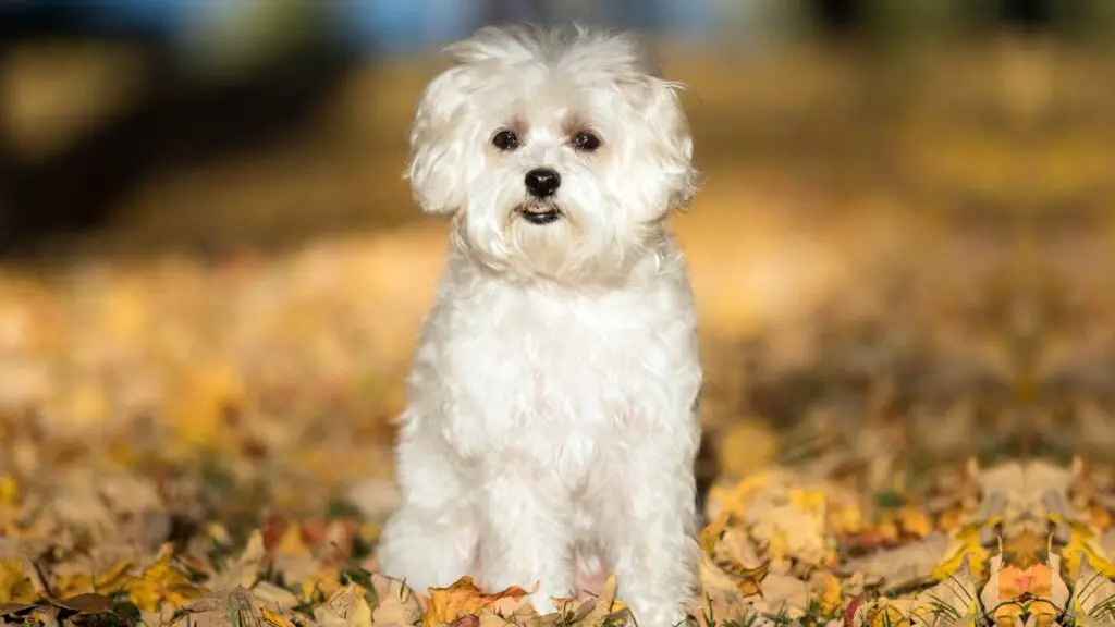 quel est le chien le plus doux
