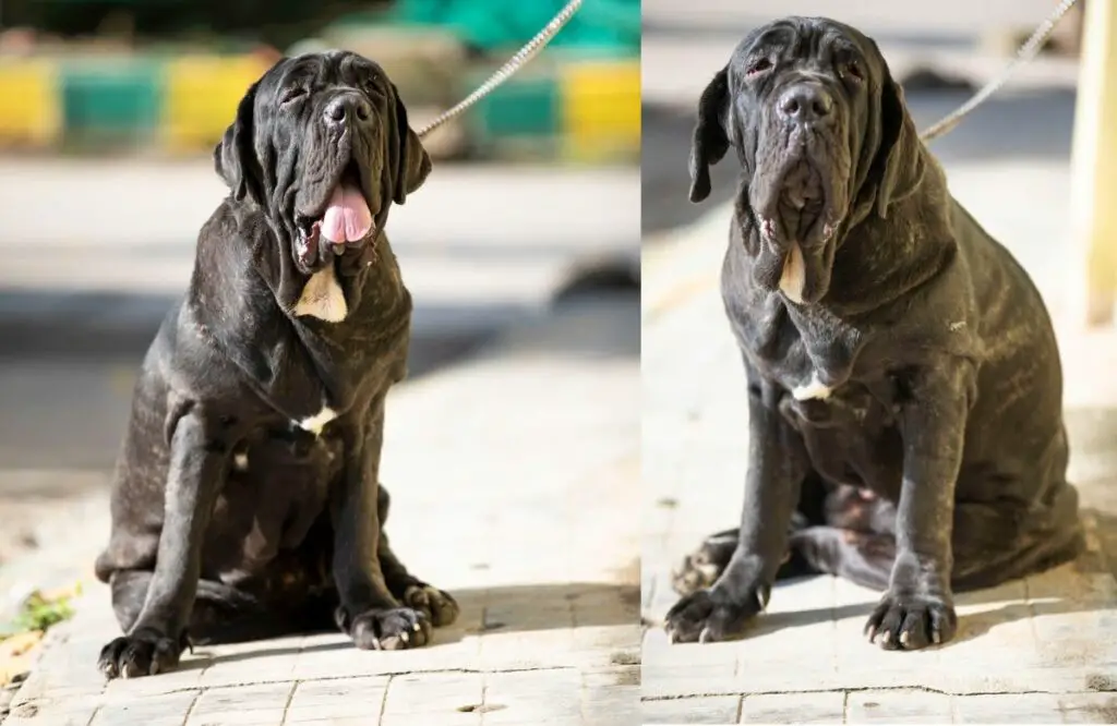 race de chien dogue
