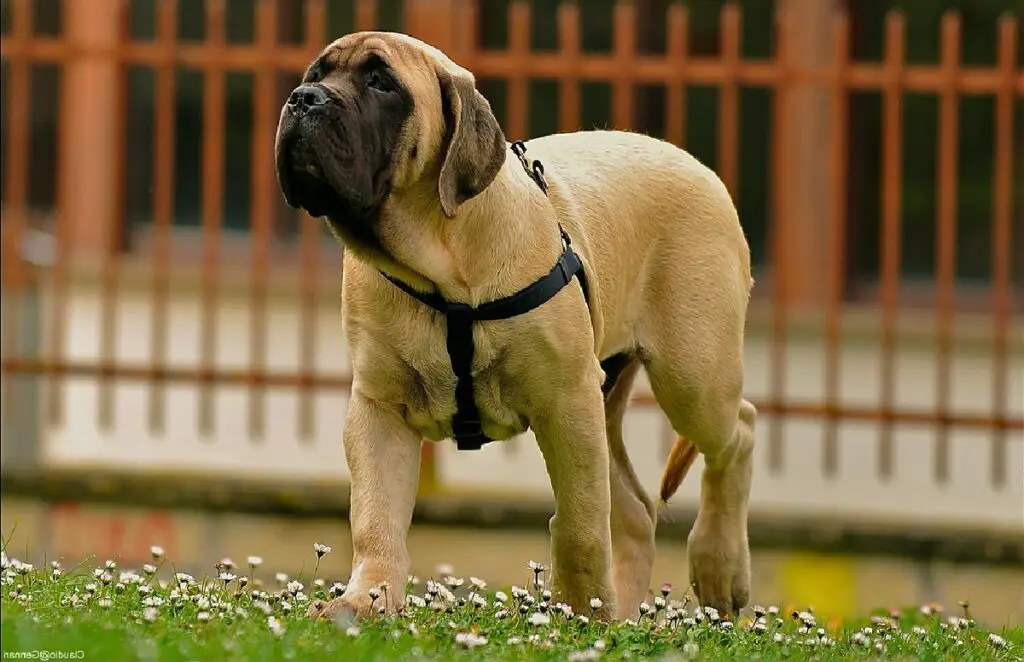 races de chiens dogue
