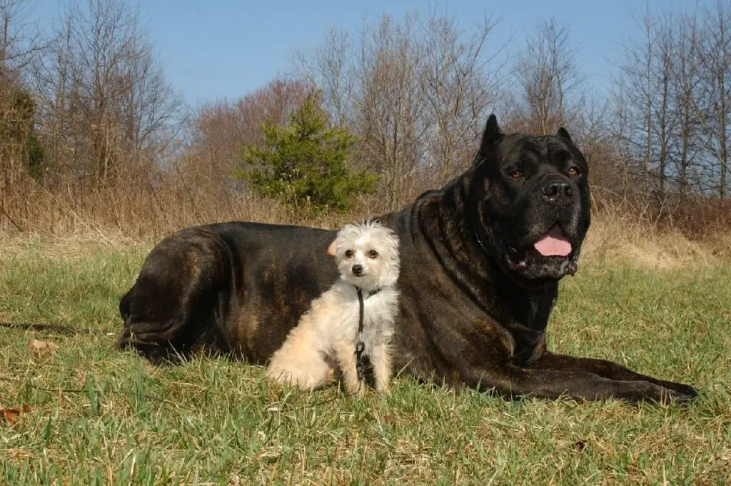 types de dogue
