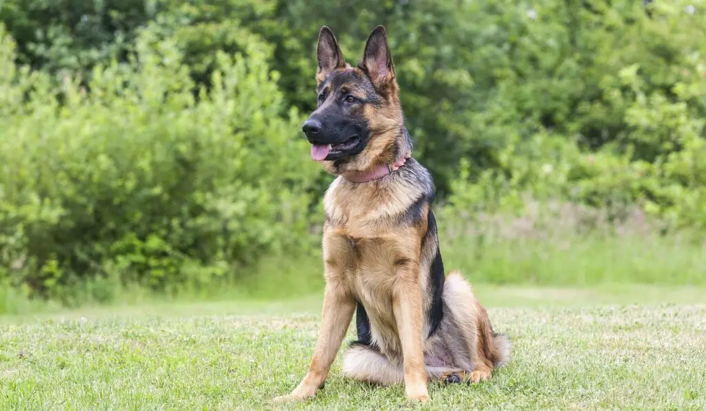 races de chiens les plus intrépides