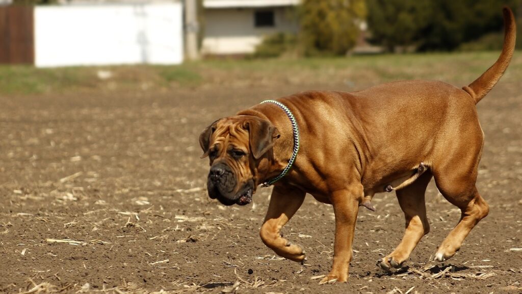 les chiens les plus intrépides
