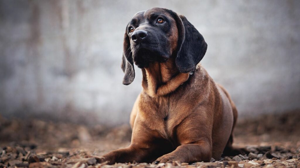 meilleur chien traqueur de cerfs
