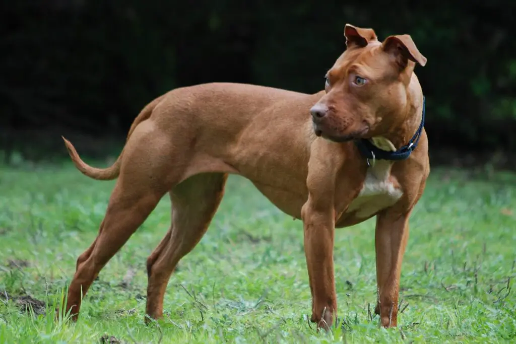 moitié doberman moitié pitbull
