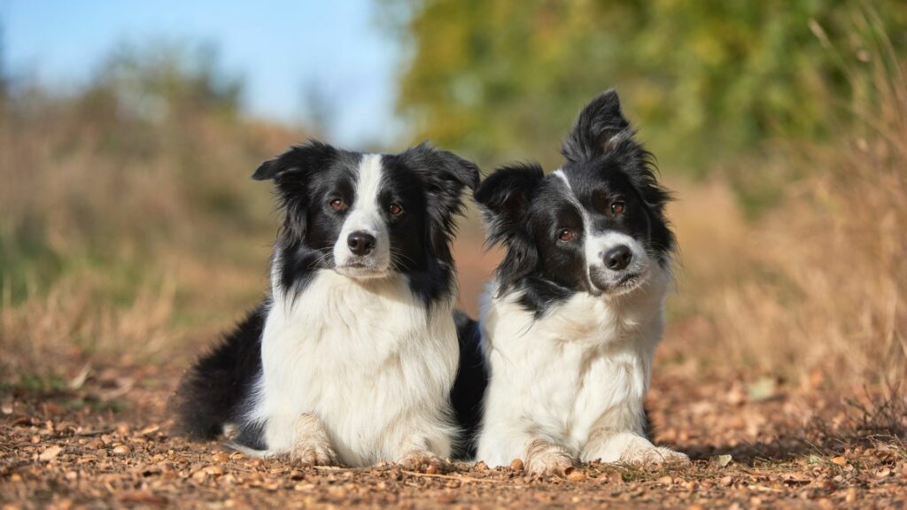 Races de chiens les plus douces