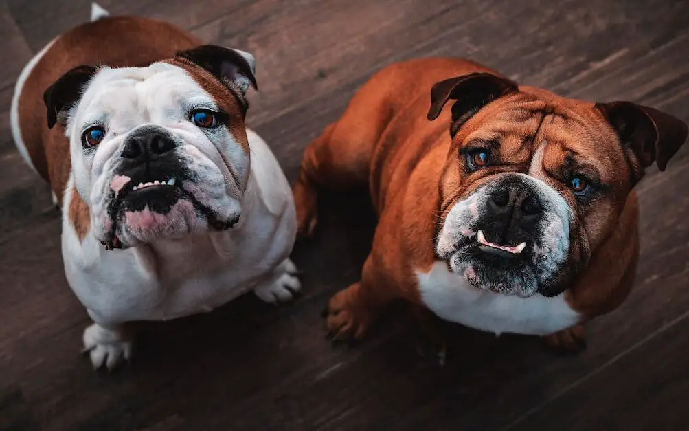 races de chiens réservées
