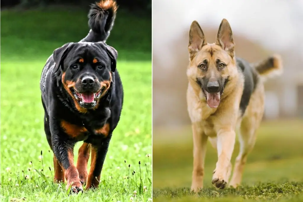 rottweiler et berger allemand
