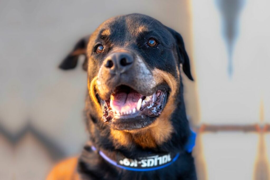 force de morsure du rottweiler