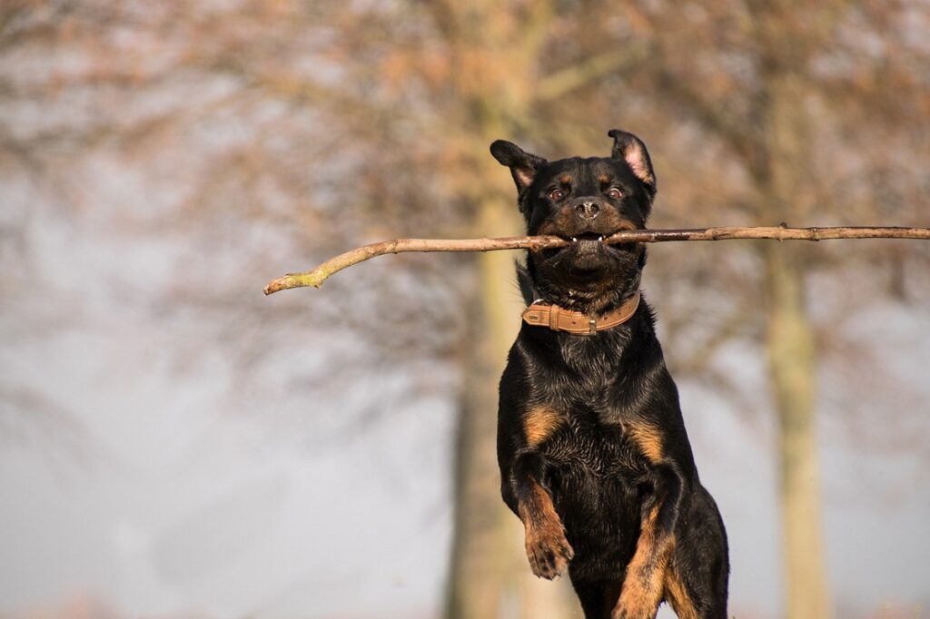 rottweiler facile à dresser
