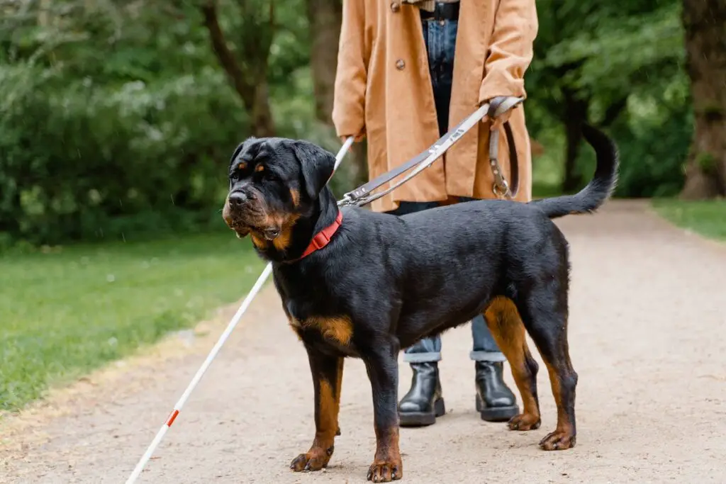 hauteur du rottweiler