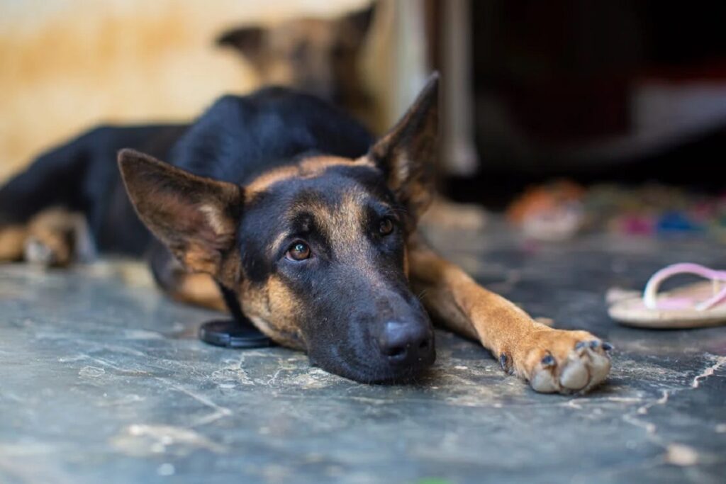 rottweiler ou berger allemand
