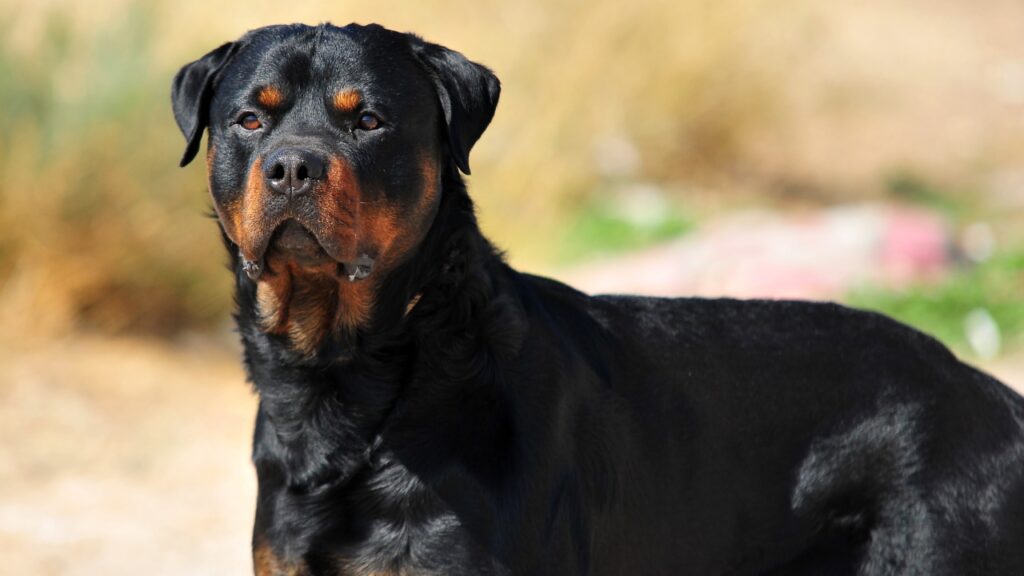 les rottweiler ressemblent-ils au dogue