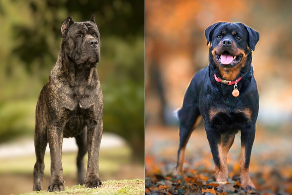 rottweiler contre canne corso
