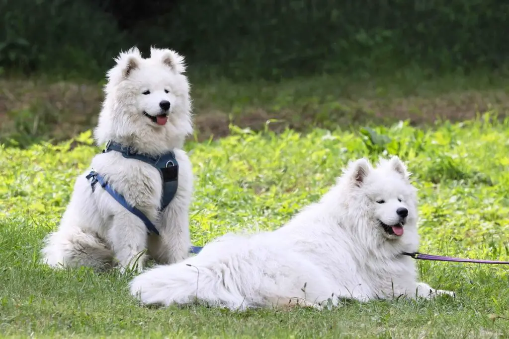 chien le plus doux
