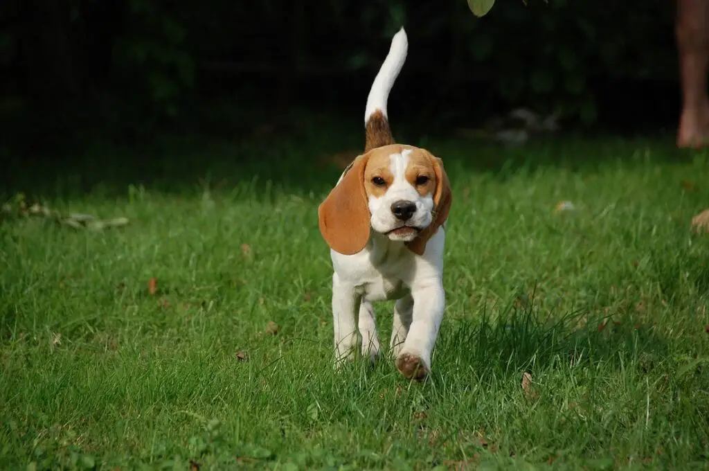 les petits chiens se reproduisent bien avec les chats