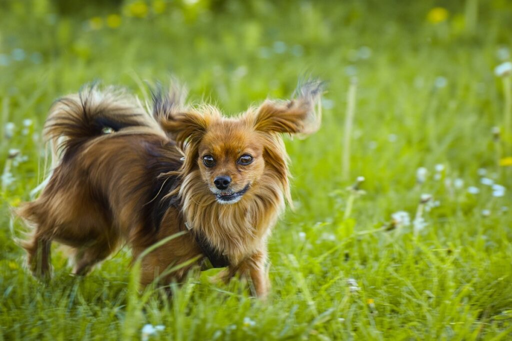 petites races de chiens qui s'entendent bien avec les chats
