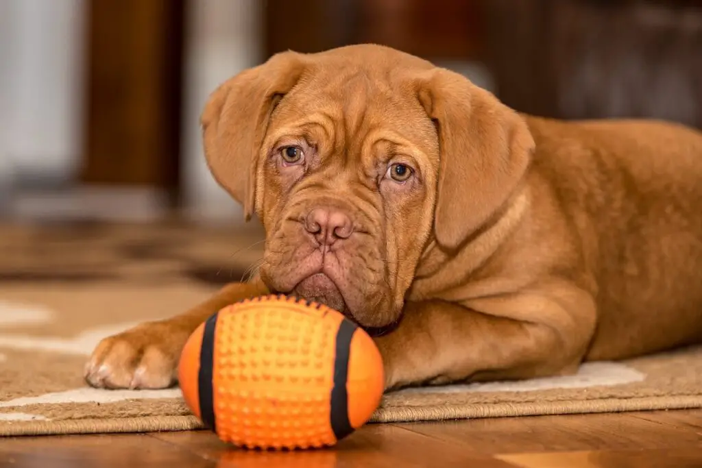 chiens au visage écrasé
