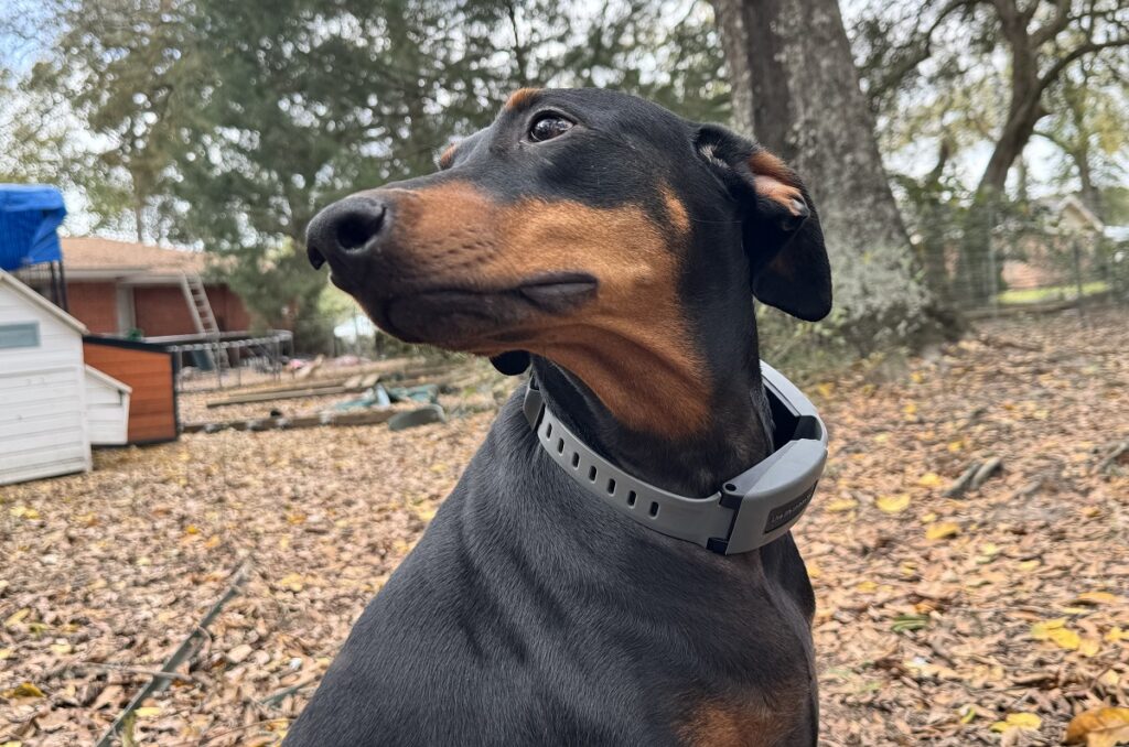 avis sur le collier de chien de clôture gps spoton