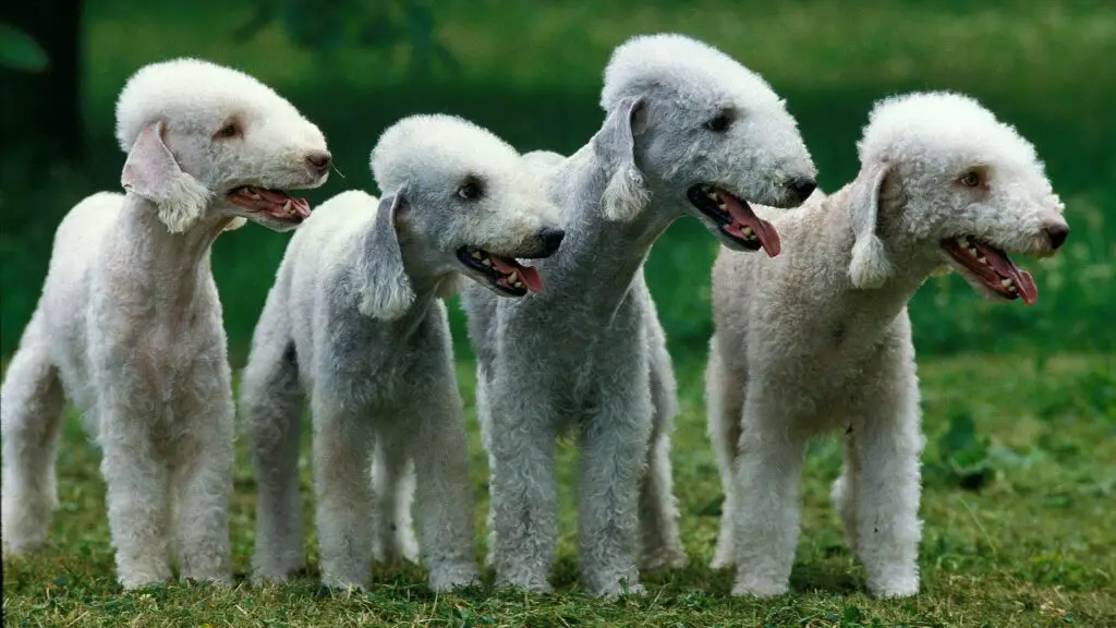 races de chiens les plus étranges