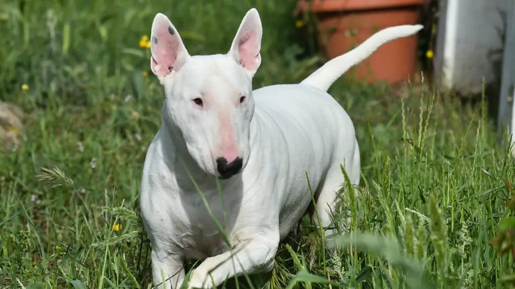 les races de chiens les plus étranges