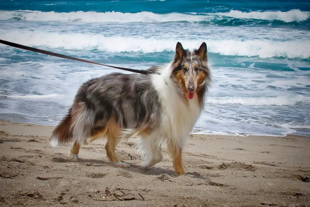 types de border collies
