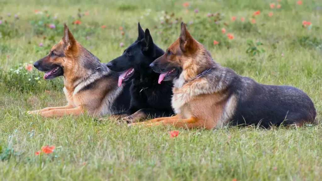 types of german shepherds