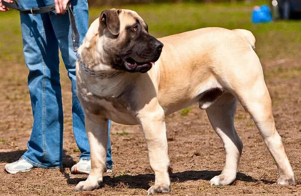 types de chiens dogue
