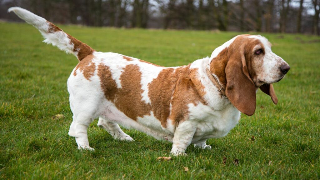 types de chiens étranges