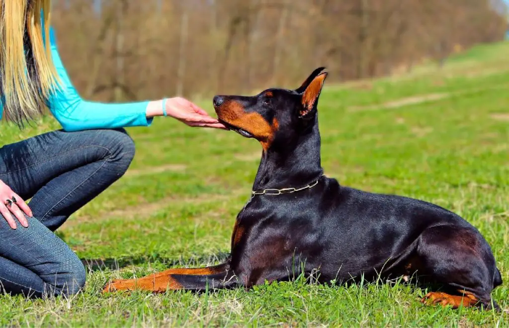 doberman familial
