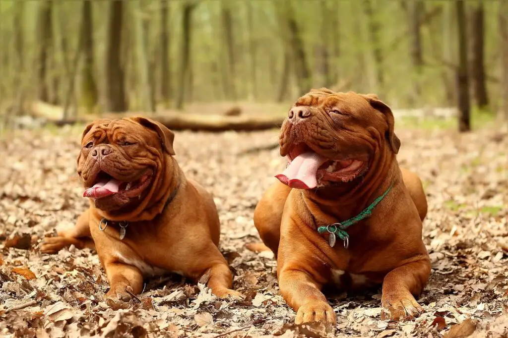 à quoi ressemble un dogue
