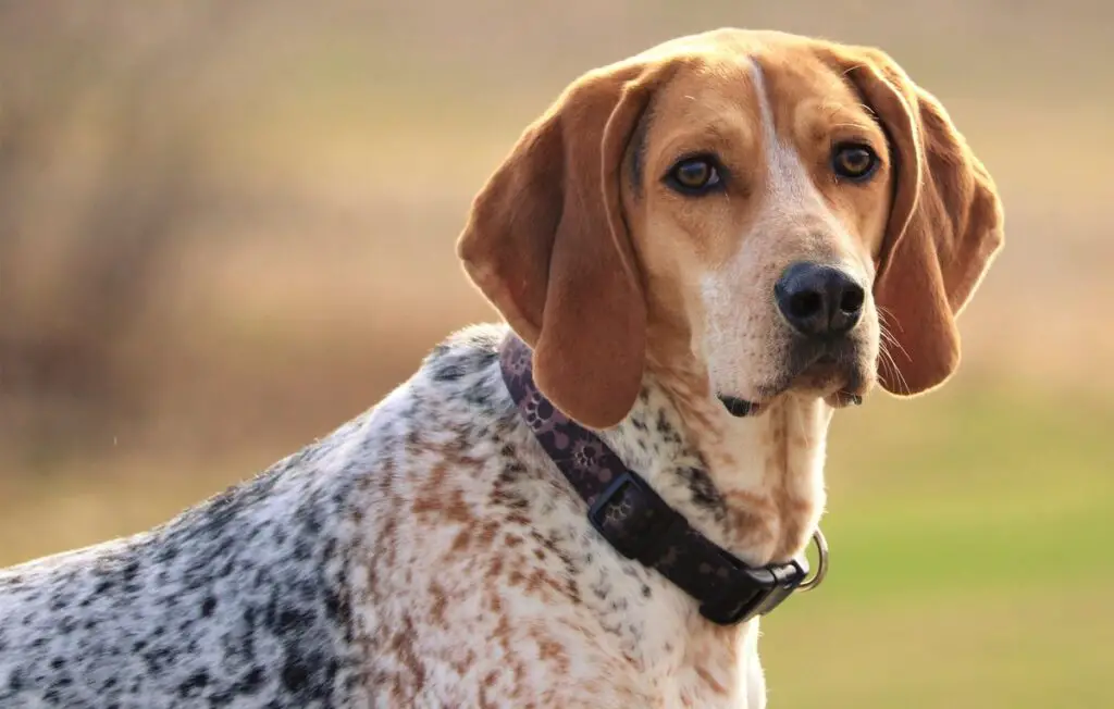 quelle race de chien a le meilleur odorat