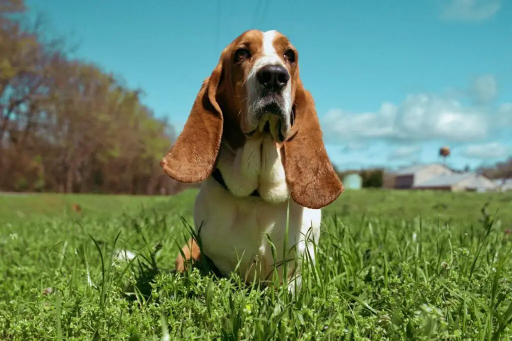 quel chien a le meilleur odorat