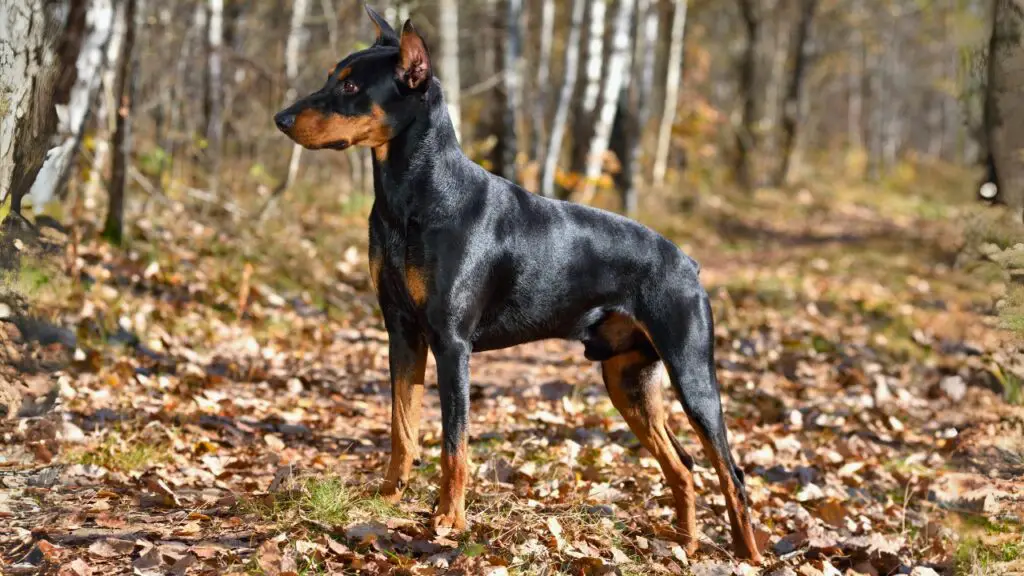 quelle est la race de chien la plus courageuse
