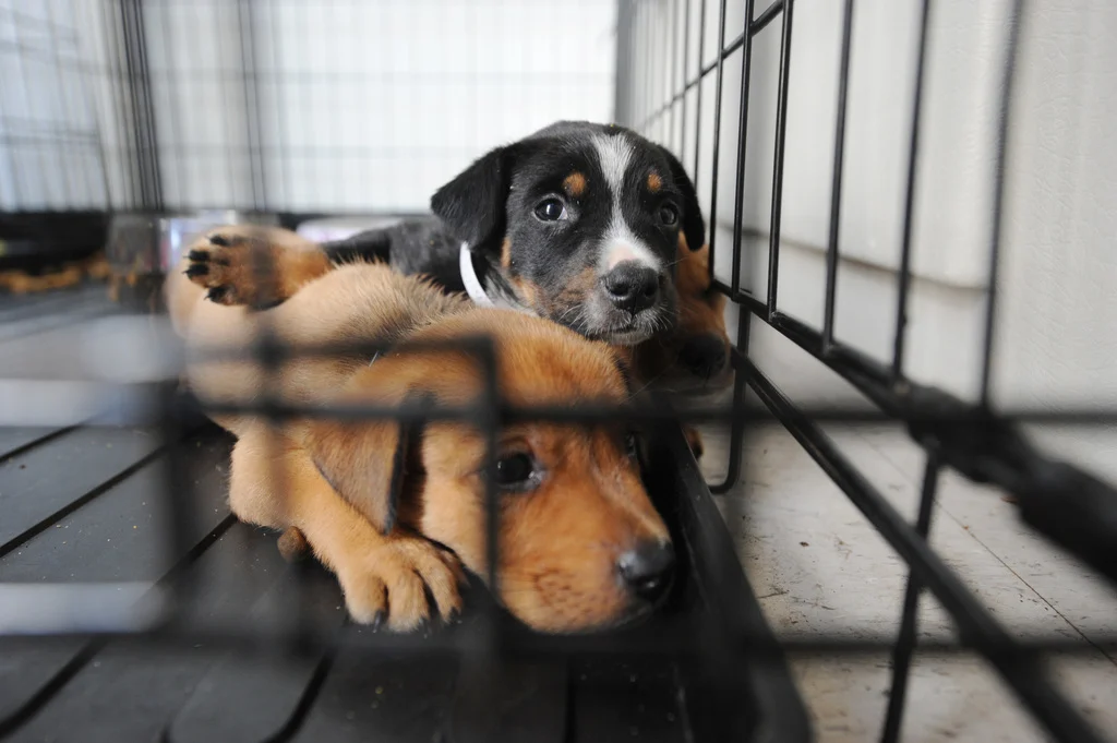 où les gens mangent du chien
