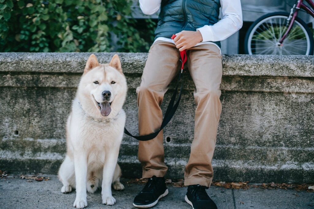 10 races de chiens les plus fidèles