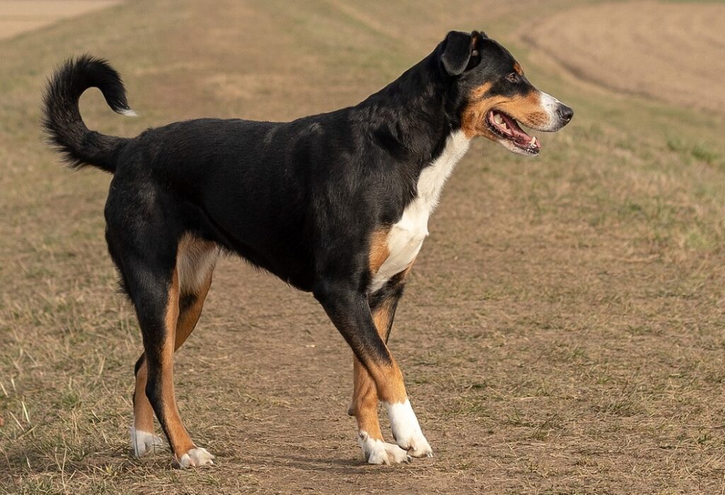 races de chiens de montagne
