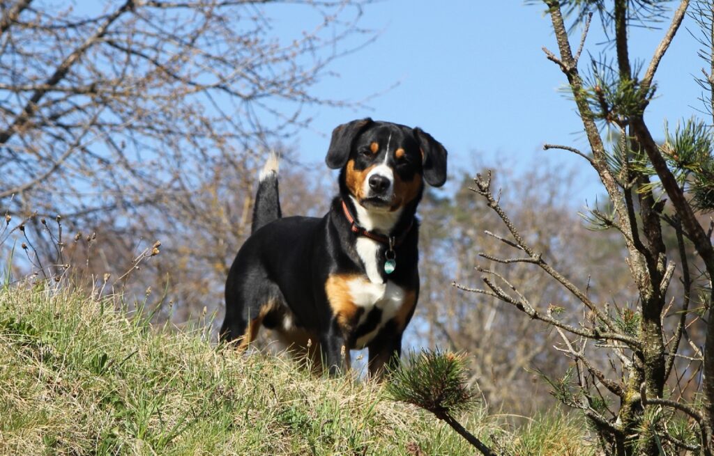 chien de montagne
